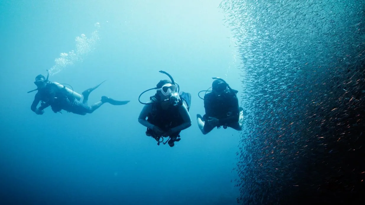 Divers next to a school of sardines