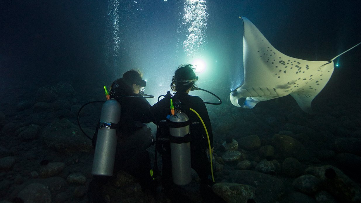 Scuba Diving at Night  PADI Night Diver course