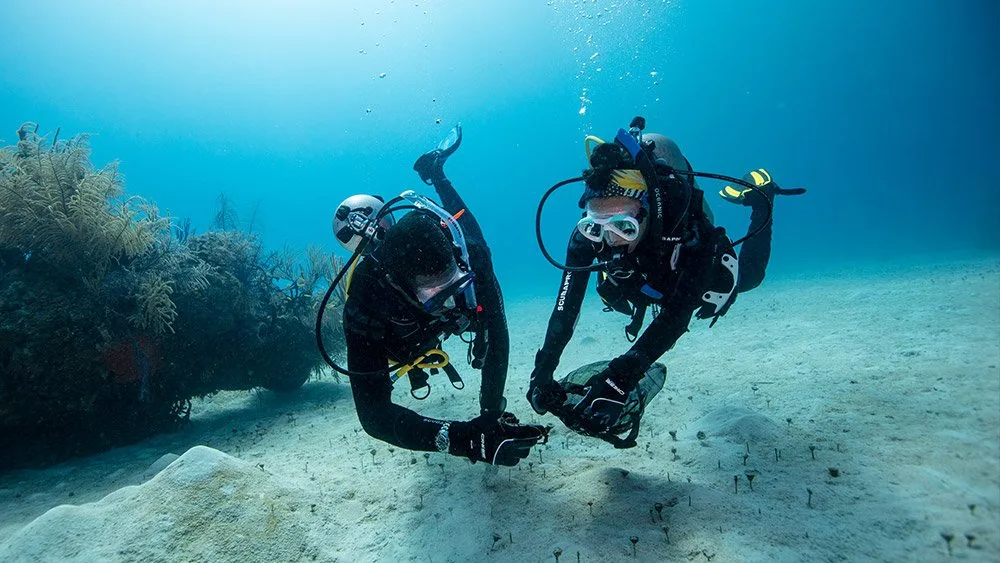 Two divers removing ocean debris