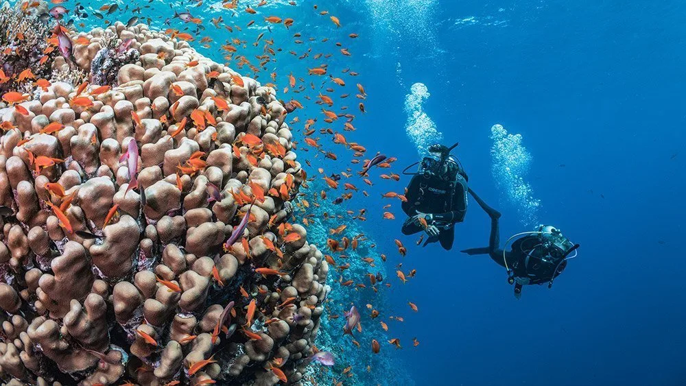 Two divers diving next to a coral