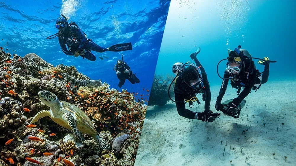 split image of divers diving