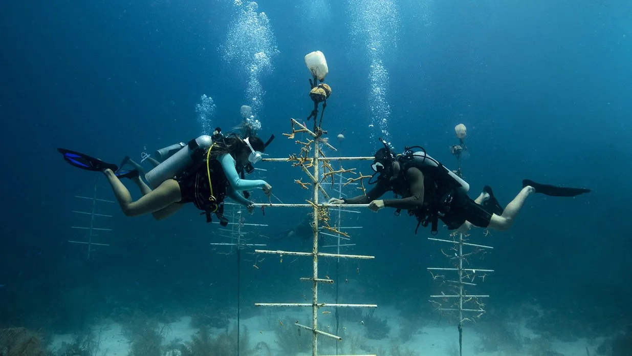 Two divers practicing Peak Performance Buoyancy