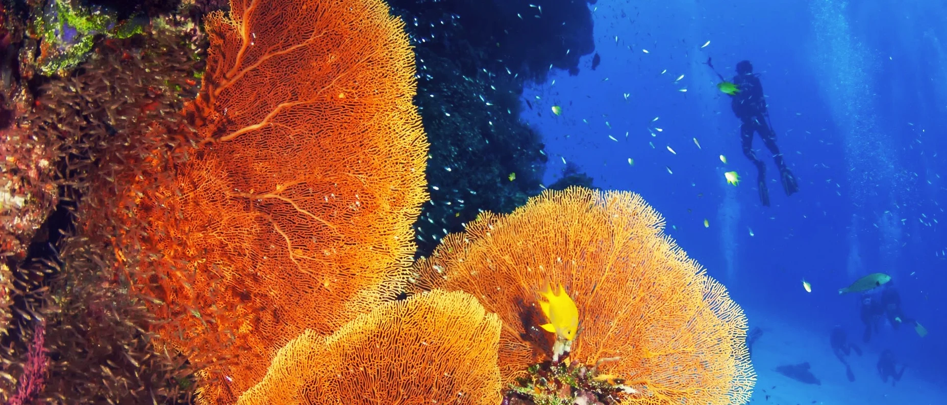 image of fan corals