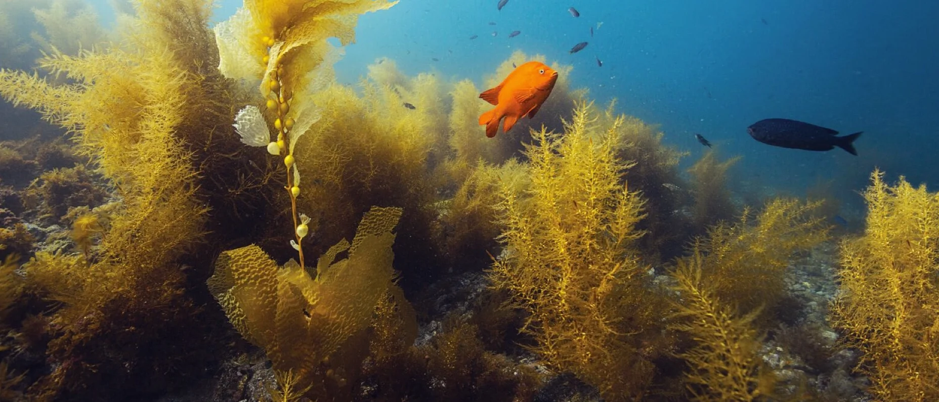 underwater image with fishes