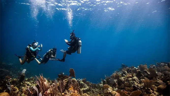 A group of divers sending hand signals while diving.