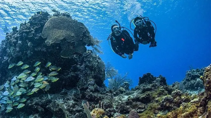 A couple of divers coming upon coral reef.
