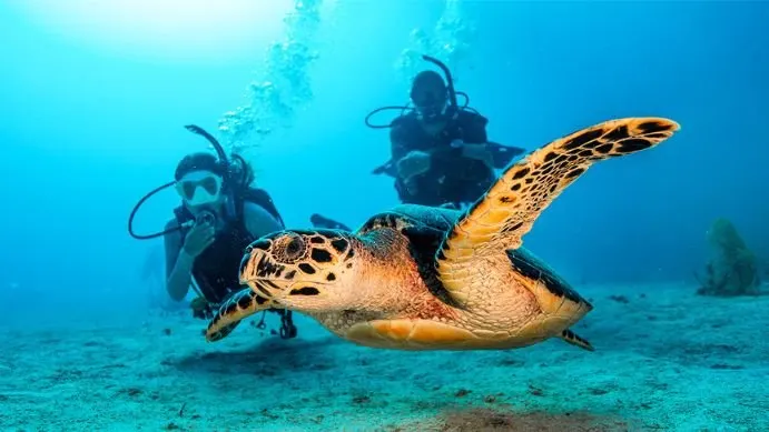 Two divers checking out a turtle - open water diver