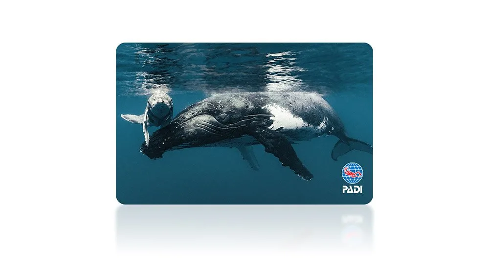Humpback Mama Love di Jasmine Carey