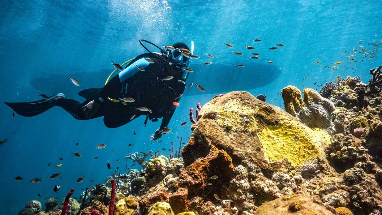 A scuba diver swims near a vibrant coral reef surrounded by small tropical fish in clear blue water.