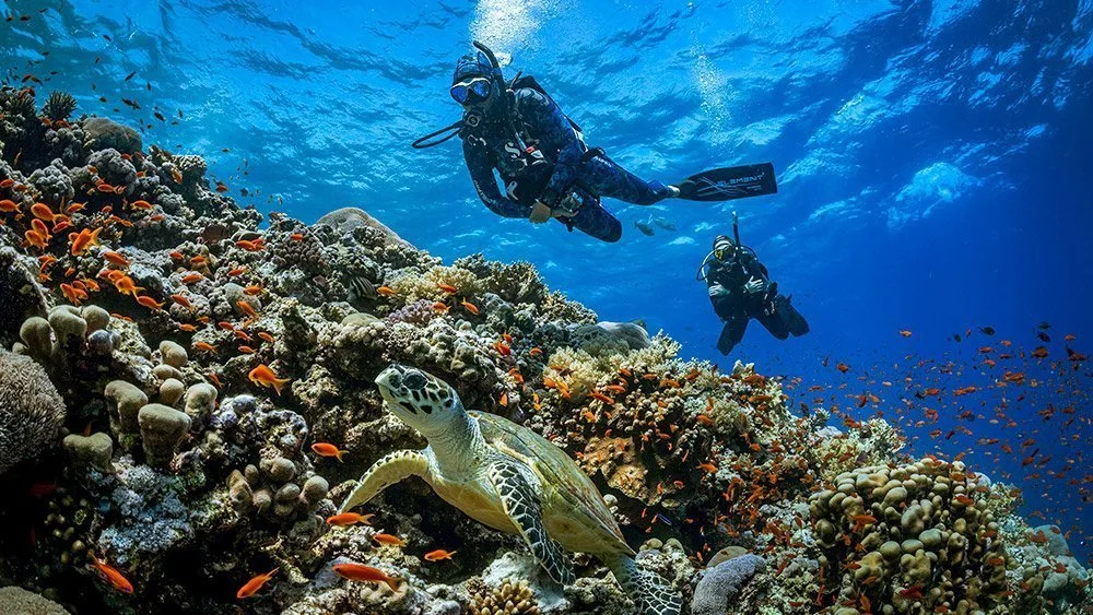Two divers checking out a turtle
