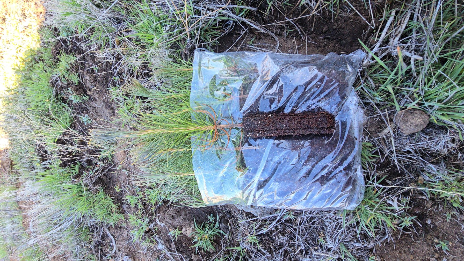 Young saplings thriving in restored forest soil