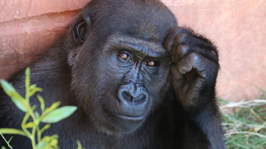 Google Photos Still Has a Problem with Gorillas