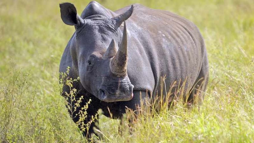 Poachers evade KZN park’s high-tech security and kill four rhinos for their horns