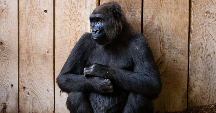 When It Comes to Gorillas, Google Photos Remains Blind