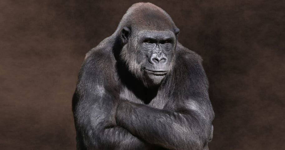 Google a supprimé les gorilles de la recherche pour corriger l'algorithme raciste