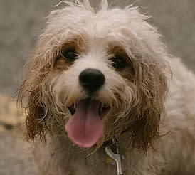 One of Alison and JJ’s three dogs