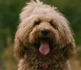 One of Alison and JJ’s three dogs