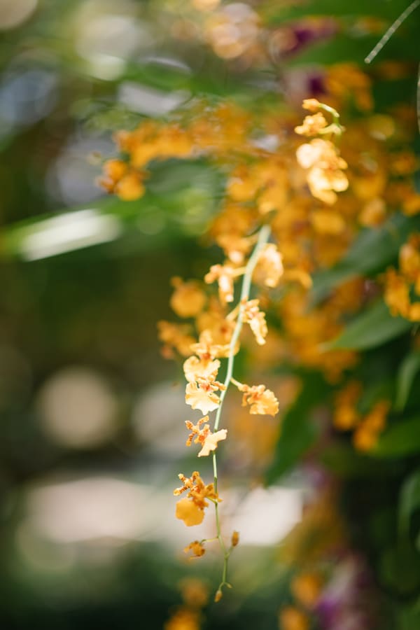 The Ultimate Guide to a Luxurious Wedding at 1 Hotel Hanalei Bay Kauai, photo 6