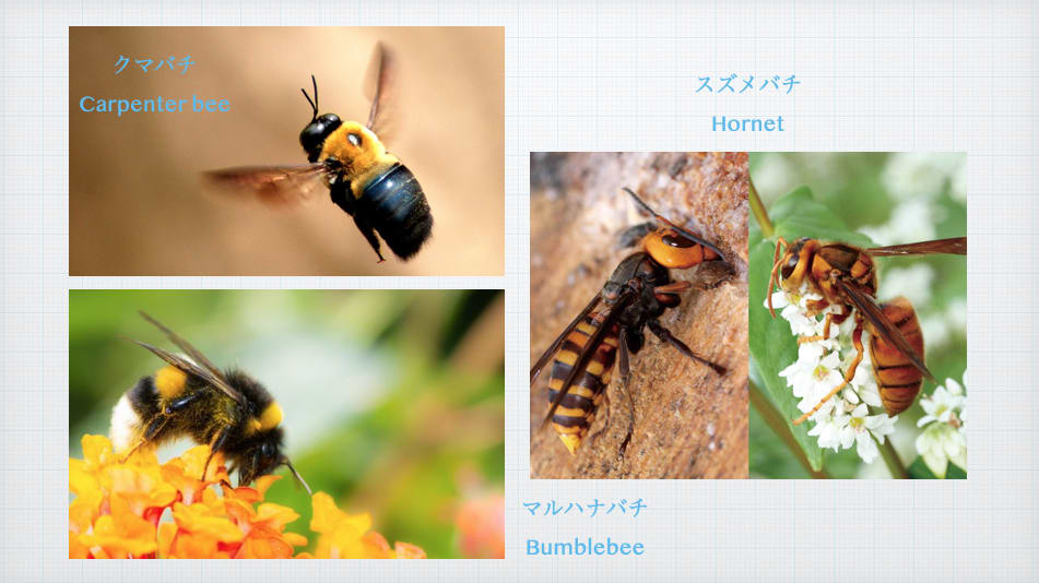 意外と知らない、蜂の種類｜理系学生団体RikeJoy《Pando》