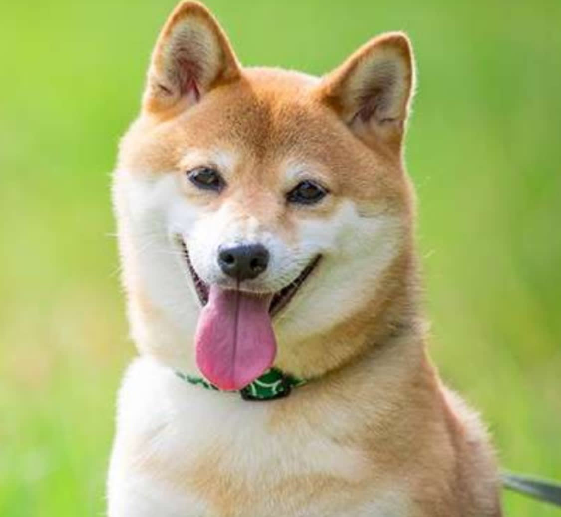 日本犬と外国の犬 日和 Pando