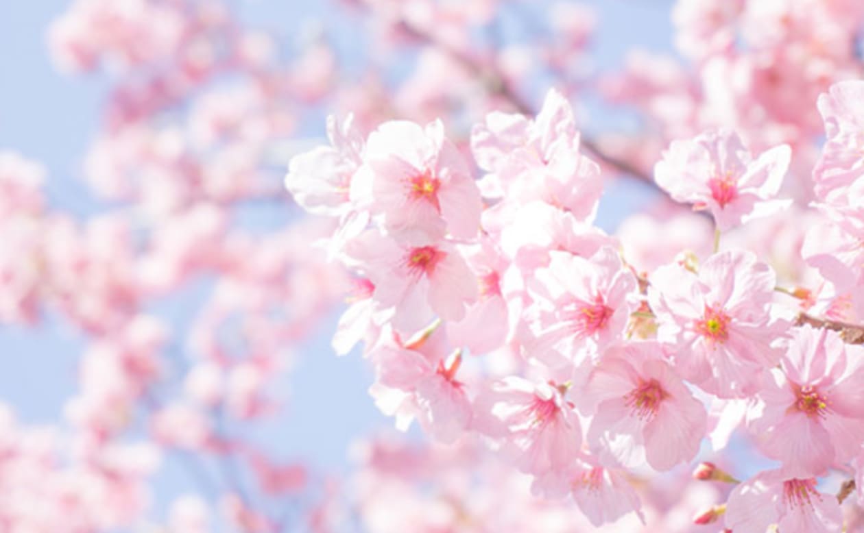 日本の国花 桜 なぜ日本人はこんなに桜が好きなの 日和 Pando