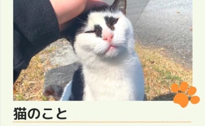 猫のこと