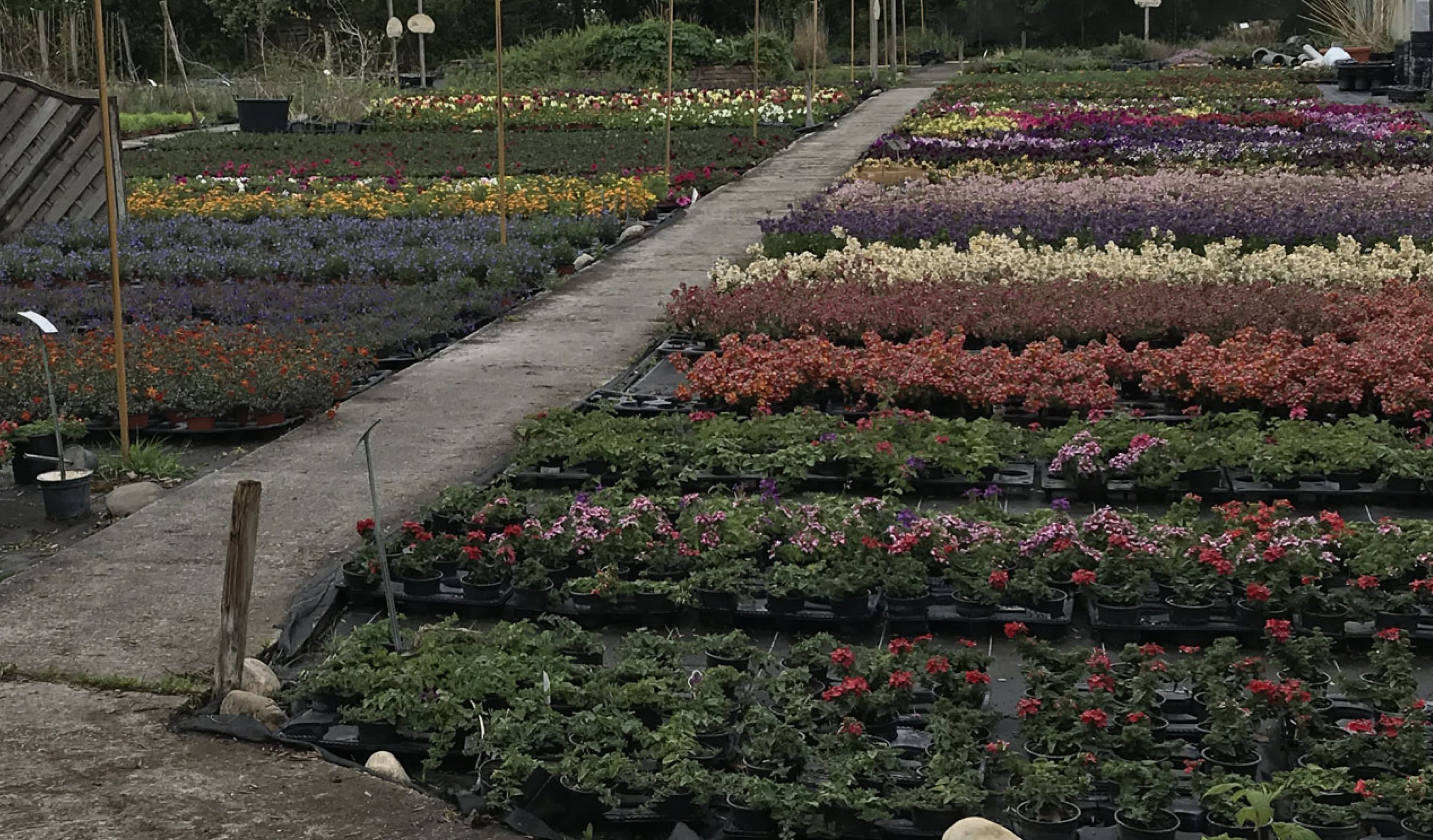 Aperçu Le Bon Plant