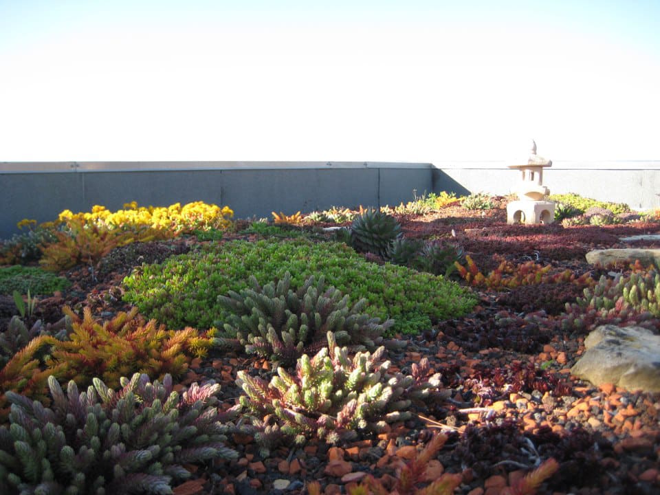 Aperçu Sedum et toiture végétale