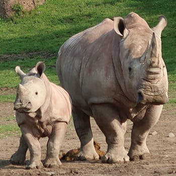 Zoo de Toronto – Billet d’une journée