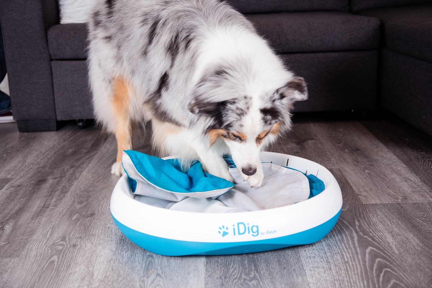 iDig Stay Digging Toy for Dogs