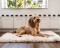 Paw Canada PupRug™ Portable Orthopedic Dog Bed - White - Large/Extra Large #1