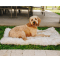 Paw Canada PupRug™ Portable Orthopedic Dog Bed - White - Large/Extra Large #4