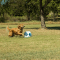 Lanceur de balles interactif pour chiens de iFetch Too- Grand #5