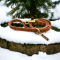 HOUND Collection Jellies - Waterproof Leash and Collar Set - Maple - Size LARGE #5