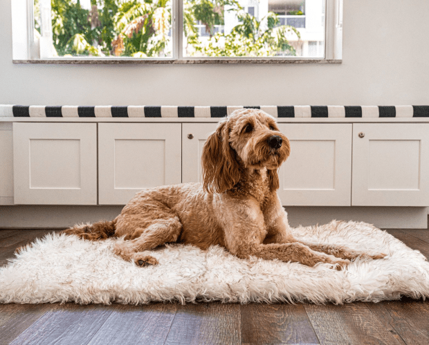 Paw Canada PupRug™ Portable Orthopedic Dog Bed - White - Large/Extra Large #1