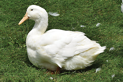 Bebek Aylesbury