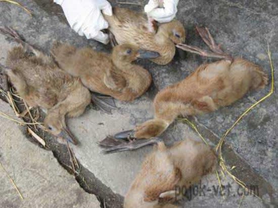 Penyakit bebek lumpuh bisa menular