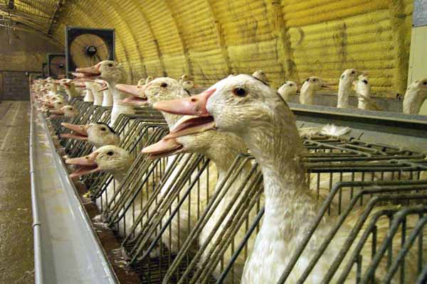 Kandang bebek petelur