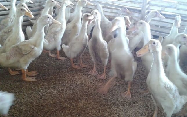 Bebek hibrida petelur dalam waktu 6 bulan
