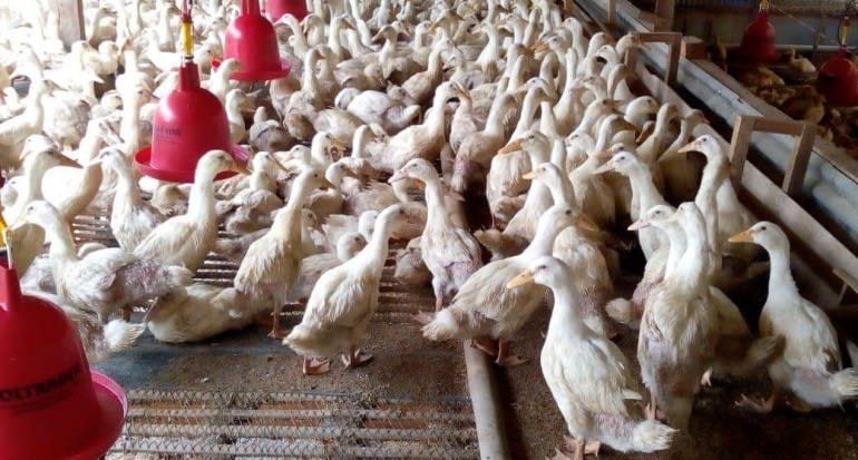 Bebek Gunsi, Salah satu bebek super jumbo