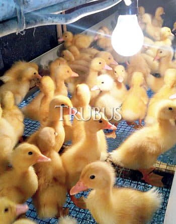 DOD bebek gunsi hibrida