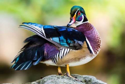 Bebek Wood