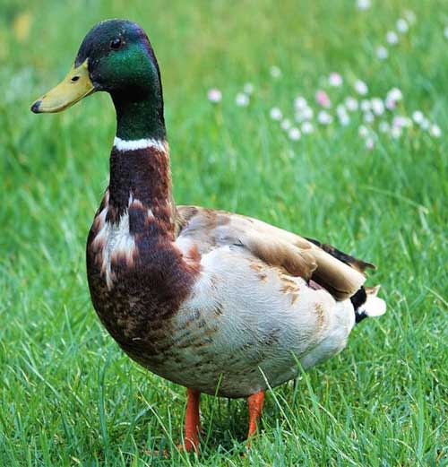 Bebek Magelang