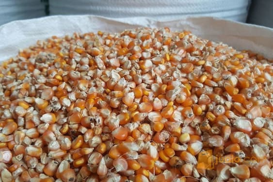 Jagung sebagai Sumber energi