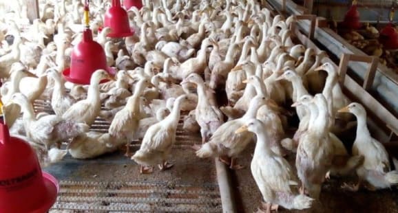 Bebek Hibrida Gunsi 888 Dewasa