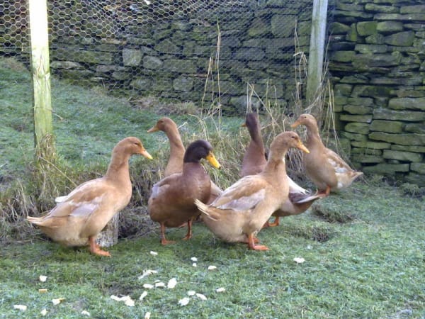 Bebek Buff Duck