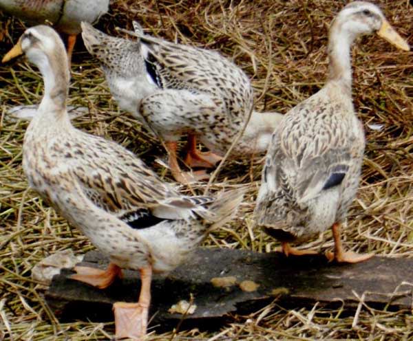 9 Jenis Bebek  Petelur Paling Untung Di Budidayakan 2022