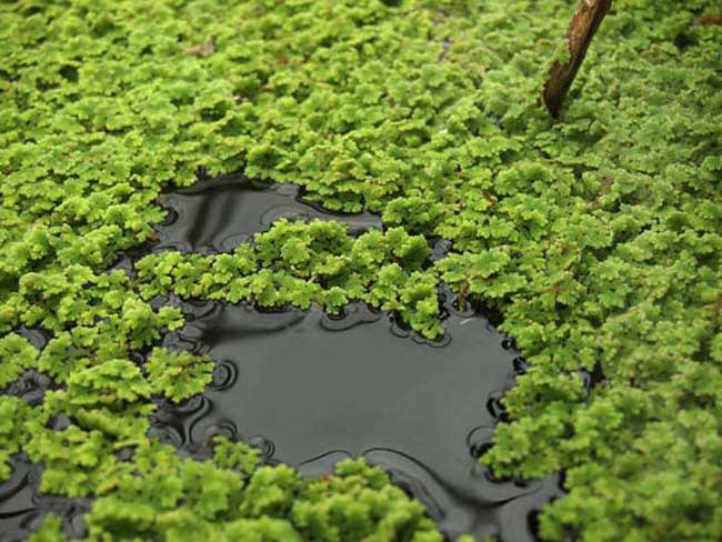 Protein Nabati Azolla