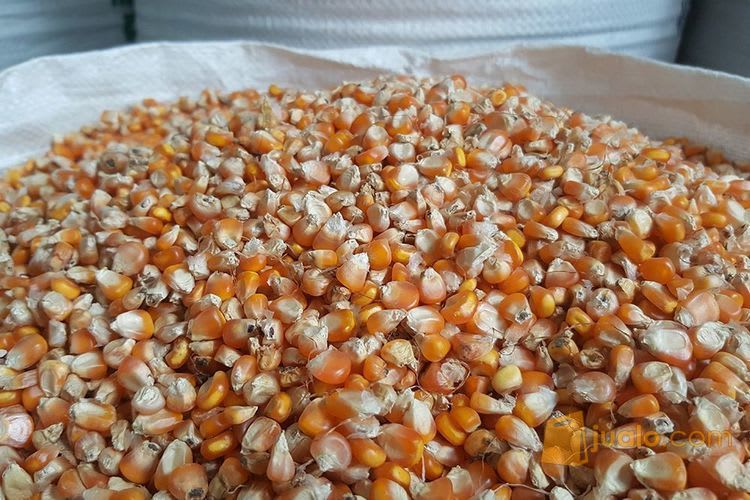 Pakan Unggas Bebek Hibdrida, Jagung Giling