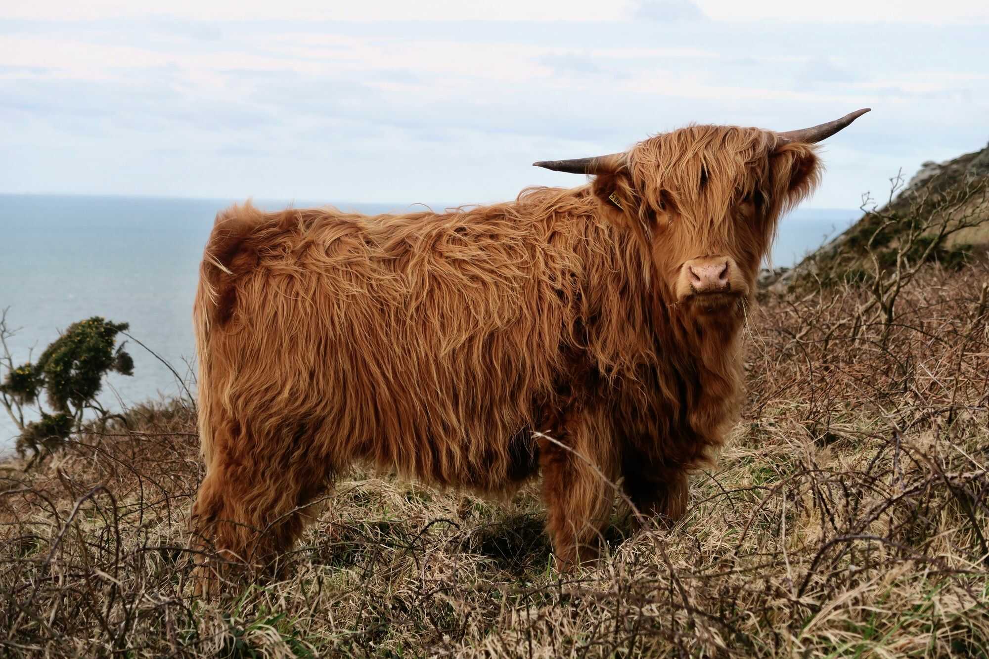 Furry animal